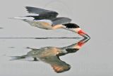 _MG_7718 Black Skimmer.jpg