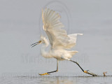 _MG_3027 Snowy Egret.jpg