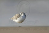 _MG_6367 Sanderling.jpg