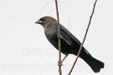 _MG_0156 Brown-headed Cowbird.jpg