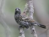 _MG_0191 Red-winged Blackbird.jpg