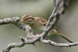 _MG_0899 Clay-colored Sparrow.jpg