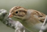 _MG_0899crop Clay-colored Sparrow.jpg