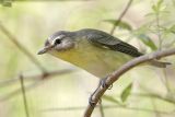 _MG_1822 Philadelphia Vireo.jpg