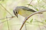 _MG_1827 Philadelphia Vireo.jpg