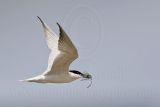 Gull-billed Tern: On the Wing