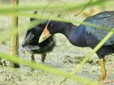 _MG_2462 Purple Gallinule.jpg