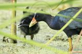 _MG_2464 Purple Gallinule.jpg