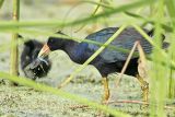 _MG_2458 Purple Gallinule.jpg