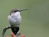 _MG_5947 Ruby-throated Hummingbird.jpg