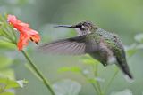 _MG_6176 Ruby-throated Hummingbird.jpg
