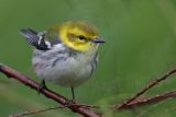 _MG_5497 Black-throated Green Warbler.jpg