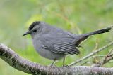_MG_6030 Gray Catbird.jpg