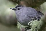 _MG_6420 Gray Catbird.jpg