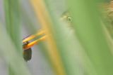 _MG_9259 Least Bittern.jpg
