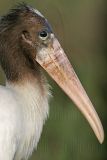_MG_2407 Wood Stork.jpg