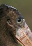 _MG_2423crop Wood Stork.jpg