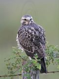 _MG_6791 Swainsons Hawk.jpg
