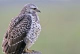 _MG_6914 Swainsons Hawk.jpg