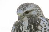 _MG_7343 Swainsons Hawk.jpg