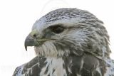 _MG_7427 Swainsons Hawk.jpg