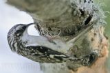 _MG_0002 Brown Creeper.jpg