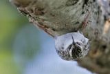 _MG_0007 Brown Creeper.jpg