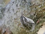 _MG_0088 Brown Creeper.jpg