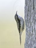 _MG_7834 Brown Creeper.jpg