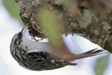 _MG_9786 Brown Creeper.jpg