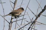 _MG_8193 Dark-eyed Junco.jpg