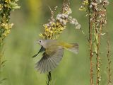 _MG_9140 Nashville Warbler.jpg