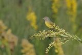 _MG_9176 Nashville Warbler.jpg