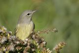 _MG_9253 Orange-crowned Warbler.jpg
