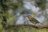 _MG_9647 Blue-headed Vireo.jpg