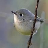 _MG_7673 Ruby-crowned Kinglet.jpg