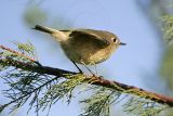 _MG_7756 Ruby-crowned Kinglet.jpg