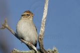 _MG_7628 Chipping Sparrow.jpg