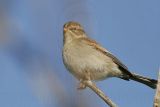 _MG_7646 Chipping Sparrow.jpg