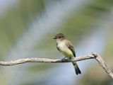 _MG_8589 Eastern Phoebe.jpg