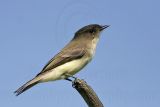 _MG_8615 Eastern Phoebe.jpg