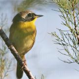 _MG_7731 Common Yellowthroat.jpg