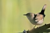 _MG_8705 House Wren.jpg