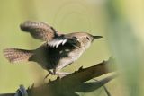 _MG_8710 House Wren.jpg