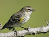 _MG_8916 Yellow-rumped Warble.jpg