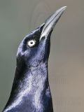 _MG_7808 Great-tailed Grackle.jpg