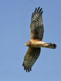 _MG_8424 Northern Harrier.jpg