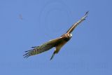 _MG_8448 Northern Harrier.jpg