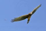 _MG_8449 Northern Harrier.jpg