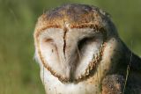 _MG_7952 Barn Owl.jpg